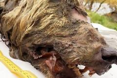 Βρέθηκε γιγαντιαίο κεφάλι προϊστορικού λύκου 40.000 ετών (