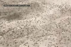 Εκατομμύρια ακρίδες στη Σαρδηνία - Σε απόγνωση οι αγρότες