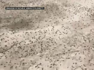 Φωτογραφία για Εκατομμύρια ακρίδες στη Σαρδηνία - Σε απόγνωση οι αγρότες