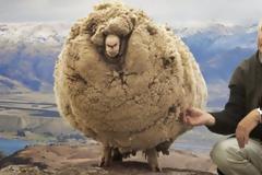 Το πρόβατο που κρυβόταν επί 6 χρονια για να μην το κουρέψουν: Όταν τον έπιασαν έβγαλαν 20 κιλά μαλλί