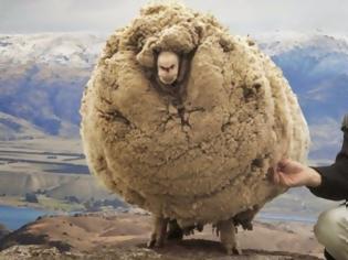 Φωτογραφία για Το πρόβατο που κρυβόταν επί 6 χρονια για να μην το κουρέψουν: Όταν τον έπιασαν έβγαλαν 20 κιλά μαλλί
