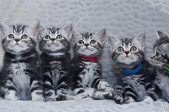 Η γάτα Ουΐνστον Τσόρτσιλ των γατών