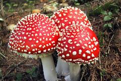 Προσοχή στα μανιτάρια. Ποια στη χώρα μας προκαλούν δηλητηρίαση και ποια τα συμπτώματα;