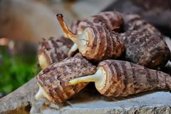 Κολοκάσι, η υπερτραφή της Κύπρου και της Ικαρίας. Τι προσέχουμε στο μαγείρεμα