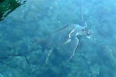 Μέλος της Νέας Δημοκρατίας η θαλάσσια χελώνα που φωτογραφήθηκε στο Καστελόριζο, σύμφωνα με νέες καταγγελίες