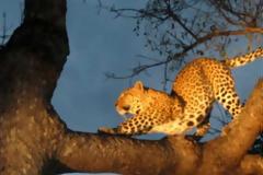 Λεοπάρδαλη σκότωσε αγοράκι δύο ετών