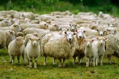 Πρόβατα έφαγαν κάνναβη και επιτέθηκαν σε χωριό!