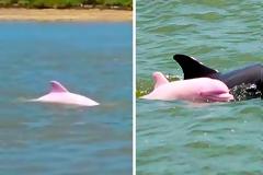 Σπάνιο ροζ δελφίνι κολυμπά στα νερά της Λουιζιάνας (Φώτο & Βίντεο)