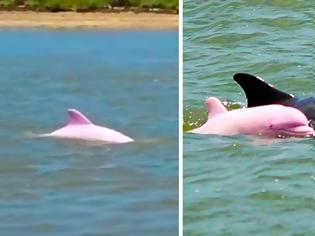 Φωτογραφία για Σπάνιο ροζ δελφίνι κολυμπά στα νερά της Λουιζιάνας (Φώτο & Βίντεο)