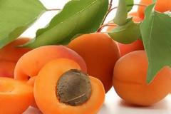 Μειωμένη παραγωγή και εξευτελιστικές τιμές στα Βερίκοκα θα οδηγήσουν σε ξερίζωμα των δέντρων