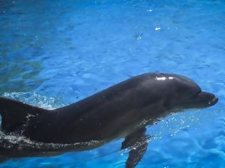 Φωτογραφία για Στους Λειψούς το πρώτο στον κόσμο καταφύγιο απελευθέρωσης αιχμάλωτων δελφινιών
