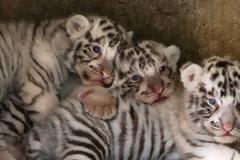 Λαθροδιακινητής έκρυψε τέσσερα σπάνια λευκά τιγράκια στο αυτοκίνητό του