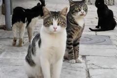 Προσοχή! Ρίχνουν φόλες σε γάτες στη ΒΟΝΙΤΣΑ