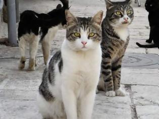 Φωτογραφία για Προσοχή! Ρίχνουν φόλες σε γάτες στη ΒΟΝΙΤΣΑ