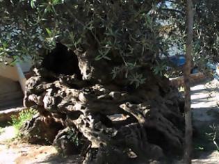 Φωτογραφία για Η παλαιότερη ελιά στον κόσμο βρίσκεται στην Κρήτη – Στέκεται αγέρωχη εδώ και 3.000 χρόνια!