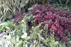 Ένας πολύχρωμος κήπος γεμάτος αρώματα το Εμπορικό Φυτώριο του Γεωπονικού Πανεπιστημίου