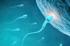 Ο απίστευτος αγώνας που κάνουν τα σπερματοζωάρια για να φτάσουν στον στόχο τους