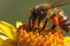 ΠΡΟΣΤΑΣΙΑ ΤΩΝ ΜΕΛΙΣΣΙΩΝ ΑΠΟ ΤΟΥΣ ΨΕΚΑΣΜΟΥΣ...