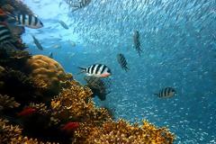 Και όμως ο ερωτικός χωρισμός πονάει ακόμη ...και τα ψάρια