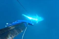 Δείτε πως χτύπησε μια ψαρούκλα Έλληνας ψαροντουφεκάς!! (ΒΙΝΤΕΟ)