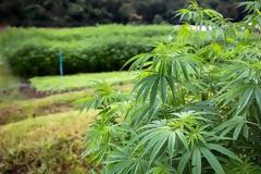 Το χαλάζι κατέστρεψε 40 στρέμματα… κάνναβης