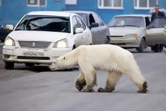 Εξουθενωμένη και πεινασμένη πολική αρκούδα περιπλανιέται σε πόλη της Σιβηρίας και ψάχνει φαγητό (βίντεο)