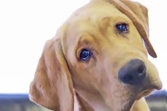 Λιώνεις όταν σε κοιτάει ο σκύλος σου; Σίγουρα το λόγο δεν το έχεις σκεφτεί ποτέ!