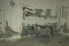 Κολαστήριο για πρόβατα σε εγκαταλελειμμένο κτίριο στη Χερσόνησο