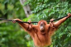 Δύο ουρακοτάγκοι επιστρέφουν ξανά στη φύση