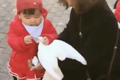 Κοριτσάκι γραπώνει περιστέρι και παίρνει το φαγητό από το στόμα του