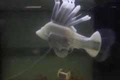 Το πρώτο ρομποτικό ψάρι που κινείται με συνθετικό αίμα