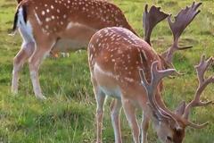 Ρόδος: υπογράφουν σύμβαση για τον καθορισμό των μέτρων διαχείρισης του πληθυσμού των ελαφιών Dama dama