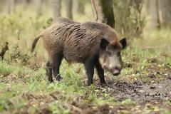 Λεωφορείο του ΚΤΕΛ τράκαρε με ...αγριογούρουνο στη Θεσσαλονίκη