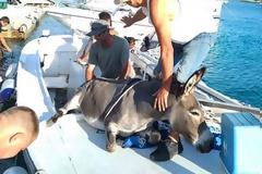 Καρέ καρέ η επιχείρηση διάσωσης ενός γαιδουριού από βέβαιο θάνατο – Το έβαλαν σε μια βάρκα (Video)