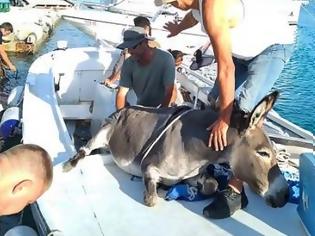 Φωτογραφία για Καρέ καρέ η επιχείρηση διάσωσης ενός γαιδουριού από βέβαιο θάνατο – Το έβαλαν σε μια βάρκα (Video)
