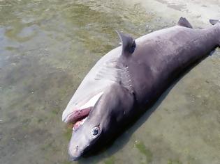 Φωτογραφία για Ρόδος: Ξεβράστηκε νεκρός καρχαρίας 436 κιλών (φωτο)