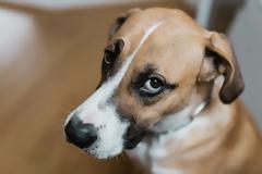 ΓΡΑΜΜΑ ΕΝΟΣ ΣΚΥΛΟΥ ΣΤΟ ΑΦΕΝΤΙΚΟ ΤΟΥ