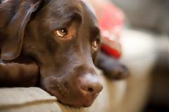 Αναζητείται δράστης για φόλα σε σκύλο στη Βόνιτσα