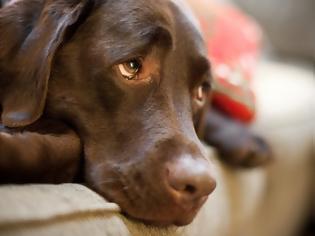 Φωτογραφία για Αναζητείται δράστης για φόλα σε σκύλο στη Βόνιτσα