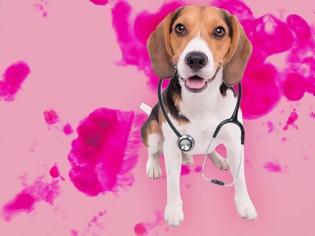 Φωτογραφία για Οι σκύλοι που οσφραίνονται τον καρκίνο του πνεύμονα είναι 97% ακριβείς