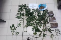 Λέρος: Έκρυβε χασισόδεντρα σε θερμοκήπιο και λαθραίο καπνό στο σπίτι