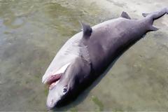 Ρόδος: Βρήκαν νεκρό καρχαρία 4 μέτρων και 436 κιλών!