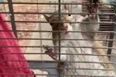 Tάιζε τον σκίουρο του crystal meth για να τον εκπαιδεύσει ως «δολοφόνο»