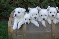 Γουέστι: Ένας μικρός «γίγαντας», ιδανικός σύντροφος για παιδιά