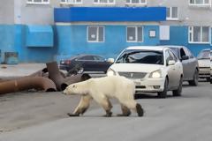 Βρέθηκε η εξουθενωμένη πολική αρκούδα που περιπλανιόταν σε πόλη της Σιβηρίας