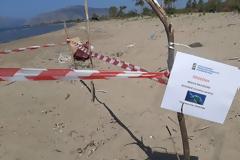 H πρώτη φωλιά χελώνας Caretta – caretta για φέτος, βρέθηκε στην αμμολουρίδα του Λούρου