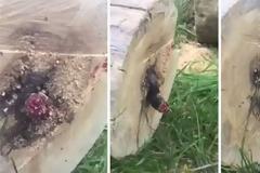 Έκοψε δένδρο και βρήκε μέσα του έναν ζωντανό εφιάλτη (Video)