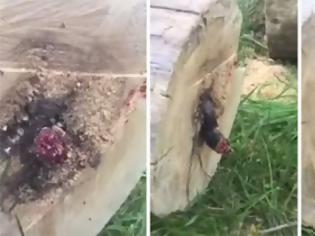 Φωτογραφία για Έκοψε δένδρο και βρήκε μέσα του έναν ζωντανό εφιάλτη (Video)
