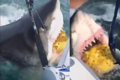 Ψάρευαν καρχαρίες μέχρι που συνάντησαν τα σαγόνια του Μεγάλου Λευκού