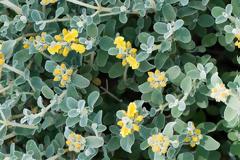 Συλλέκτες προστατευόμενου βοτάνου συνελήφθησαν